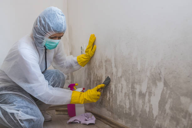 Best Office Mold Removal Services  in Ivey, GA