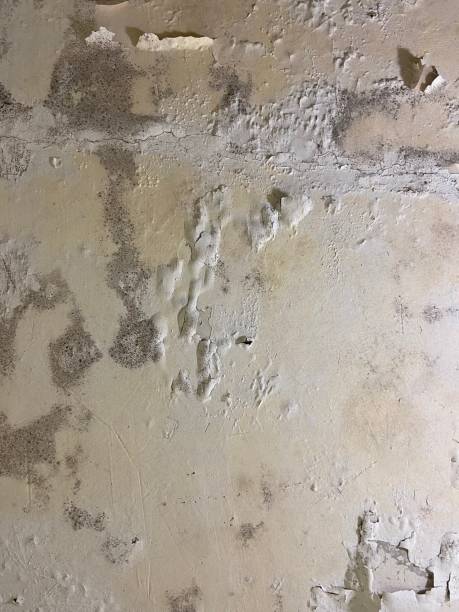  Ivey, GA Mold Removal Pros