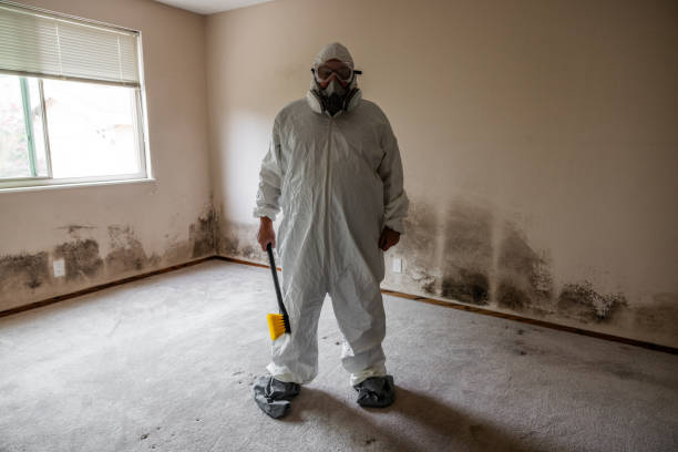 Best Toxic Mold Removal  in Ivey, GA