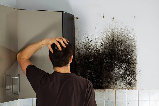 Best Best Mold Removal Companies  in Ivey, GA